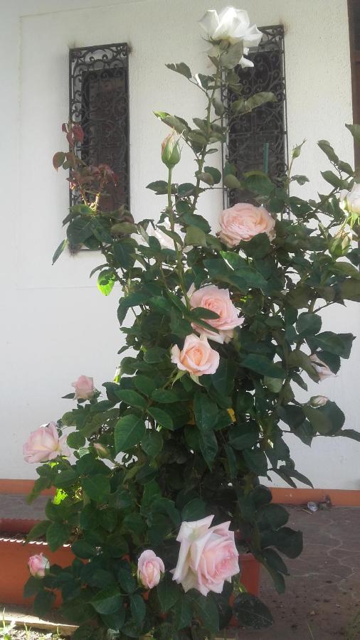 Casa Dos Pingos De Mel Bed & Breakfast Aveiro Exterior photo